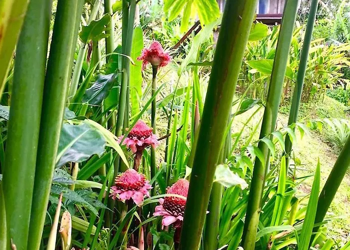 Lodge Bali Mountain Retreat Selemadeg (Bali)