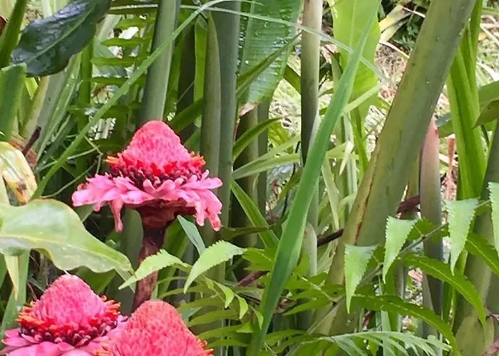 Lodge Bali Mountain Retreat Selemadeg (Bali)